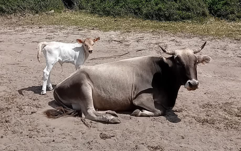 502609056_18056966417251826_8196955628145040066_n