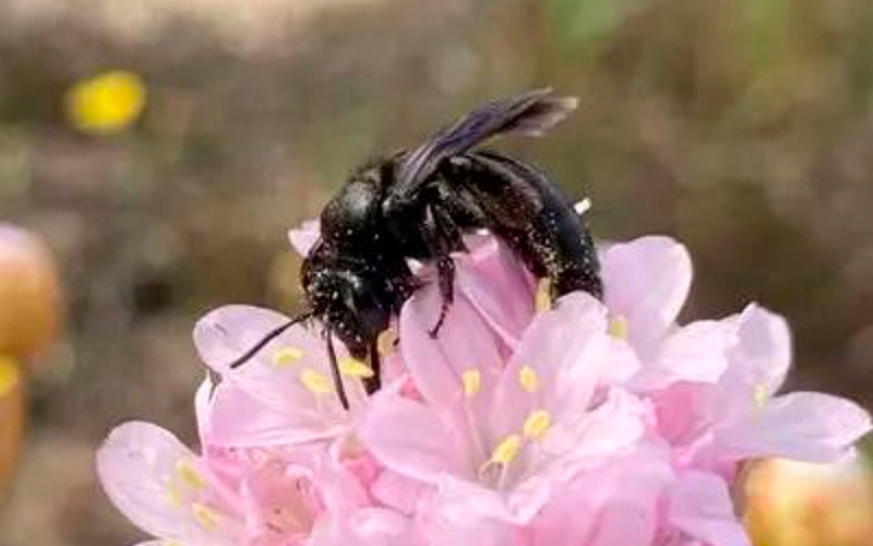 ape-andrena-culucciae
