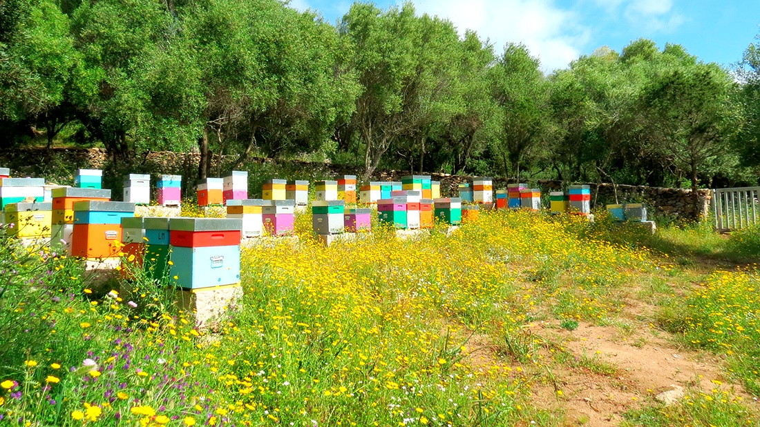 enhanced_Citta-delle-api